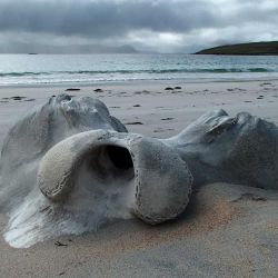 whalebone on the beach